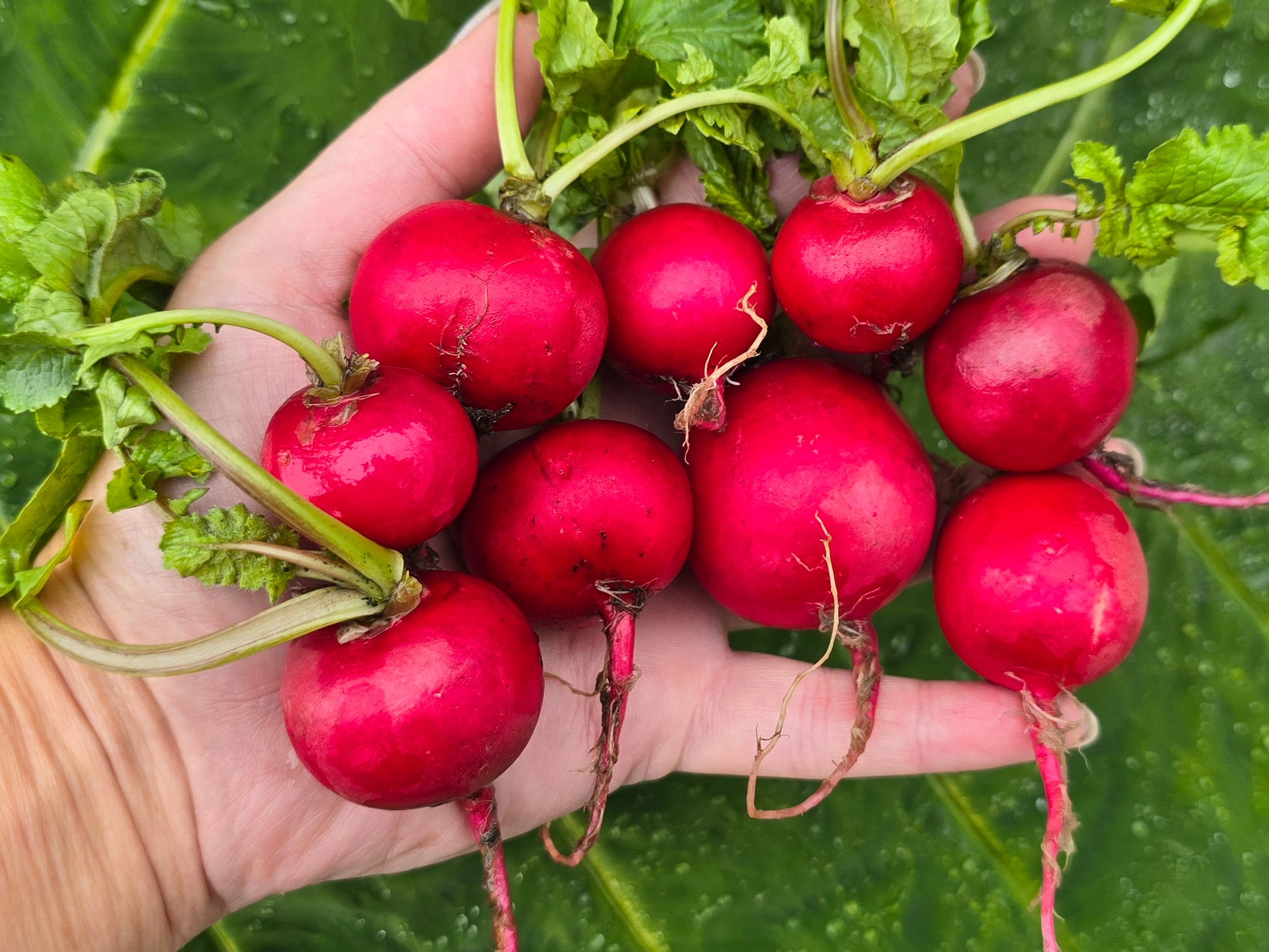 planting cherry belle radish seeds Cherry Belle Radish Seeds – Crisp, Quick & Easy to Grow – Jerra's Garden
