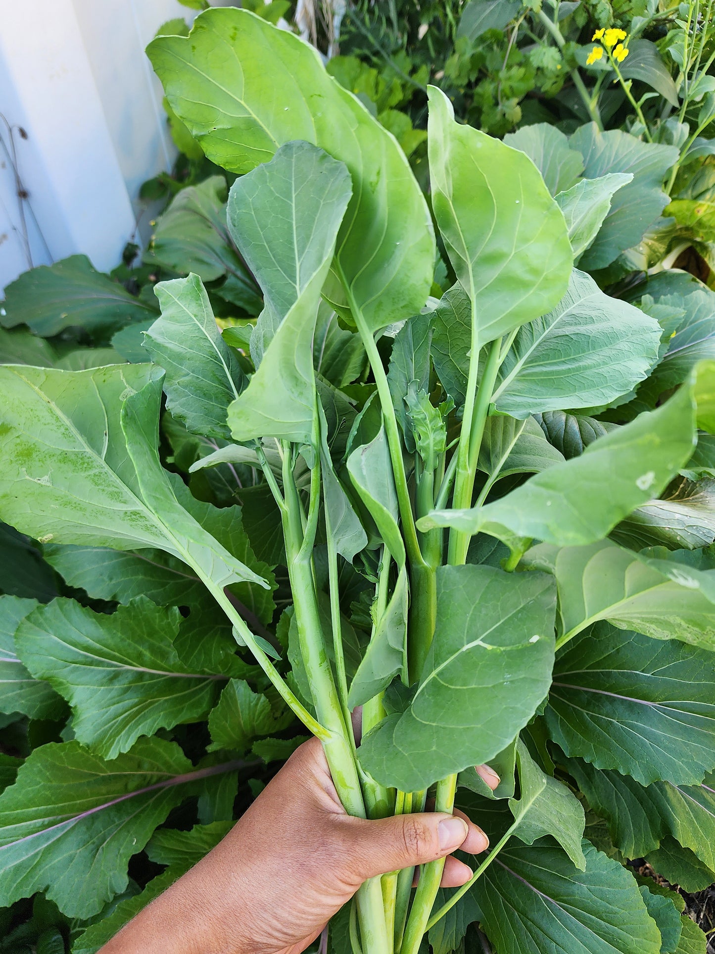 Chinese Broccoli aka Kailaan Seeds