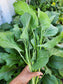 Chinese Broccoli aka Kailaan Seeds
