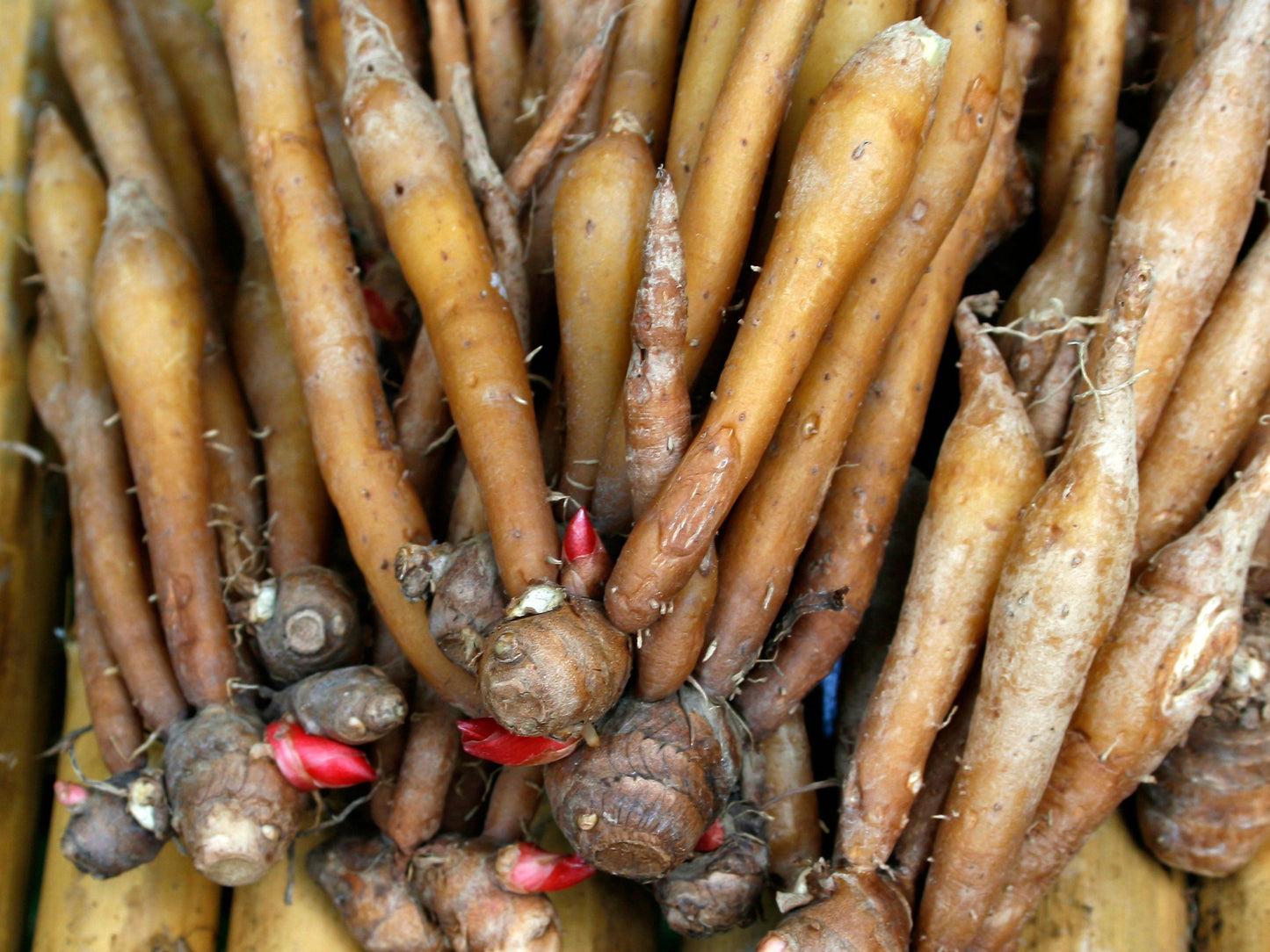 Chinese Keys aka Finger Root Starter Plant