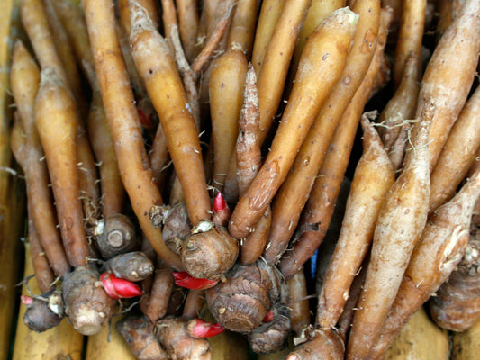 Chinese Keys aka Finger Root Starter Plant