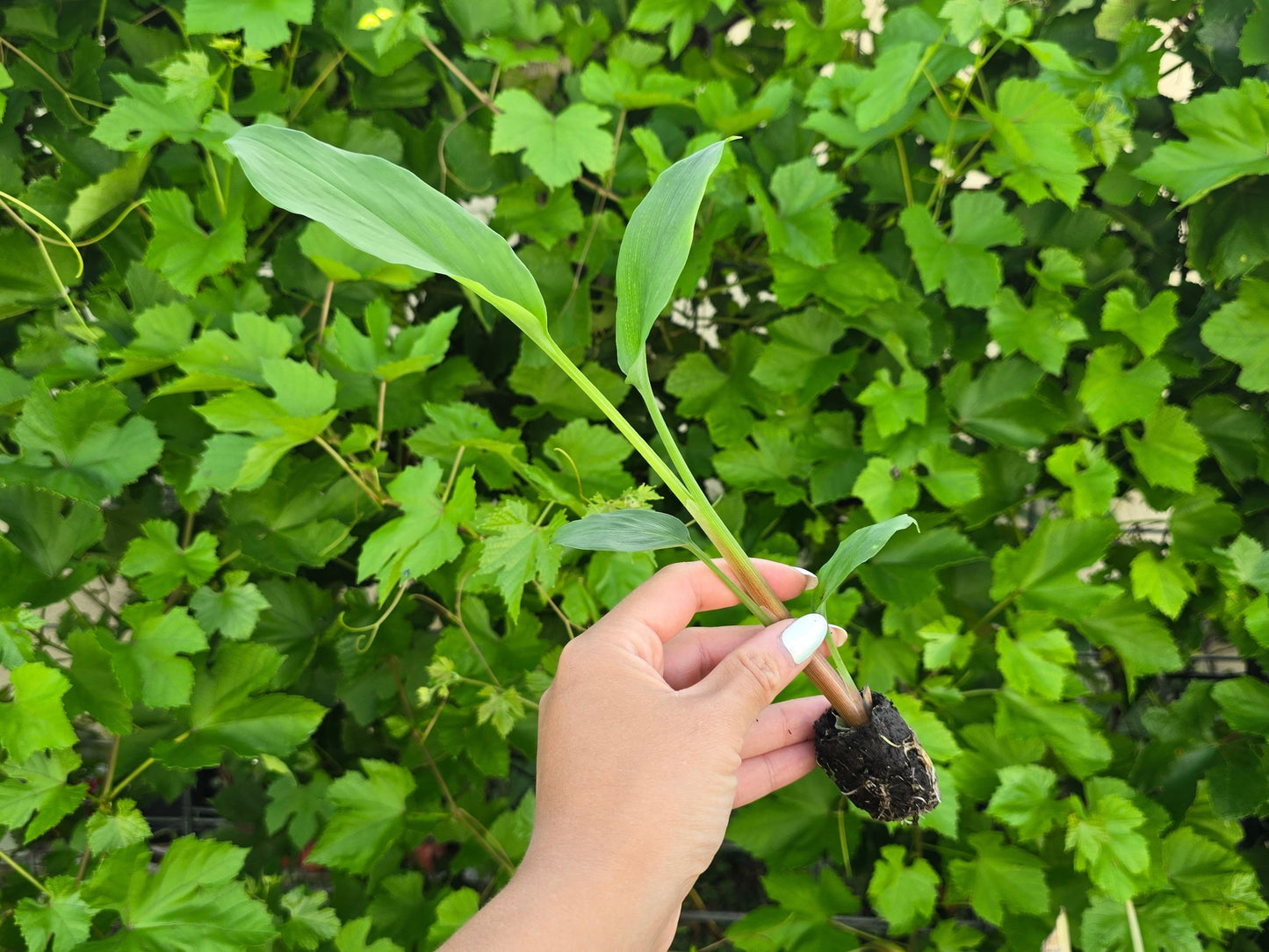 Chinese Keys aka Finger Root Starter Plant