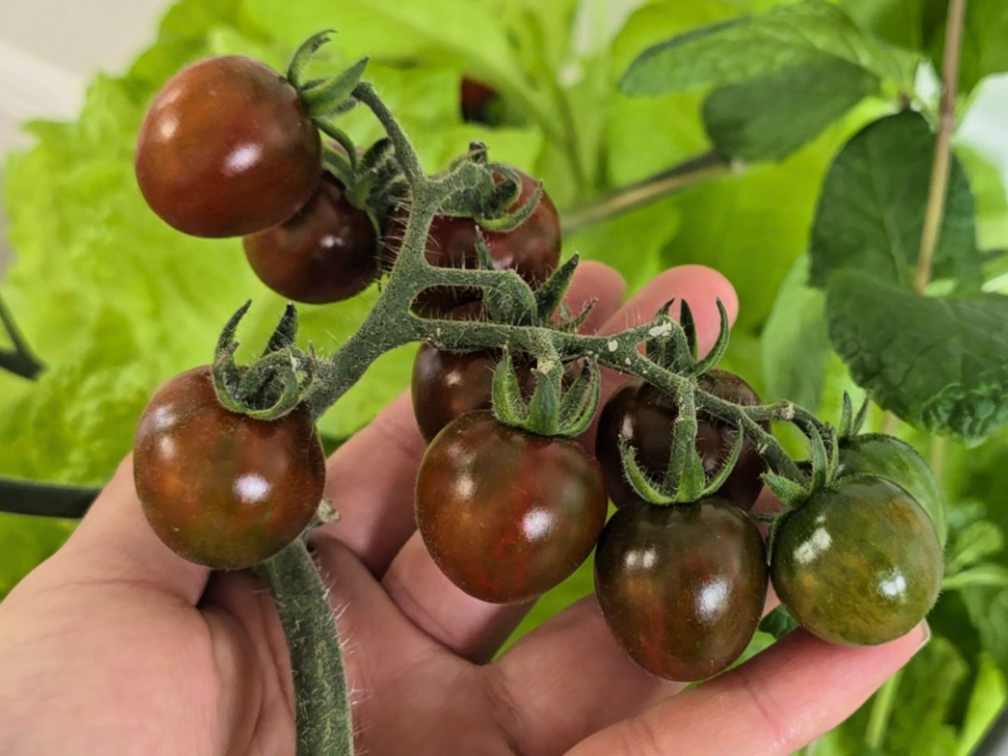 plant cherry tomato seeds Chocolate Cherry Heirloom Tomato Seeds – Sweet, Deep Burgundy Fruit – Jerra's Garden
