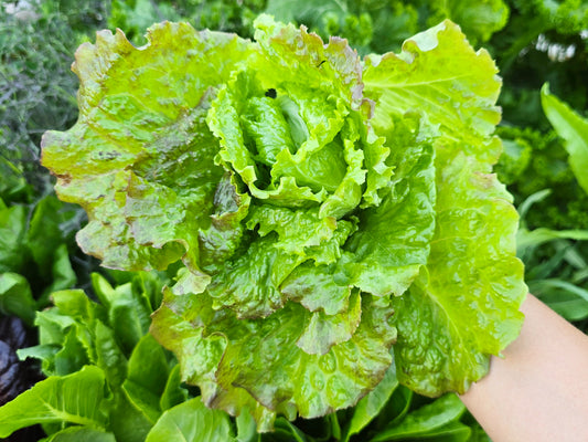 Chrystal Batavian Lettuce Seeds
