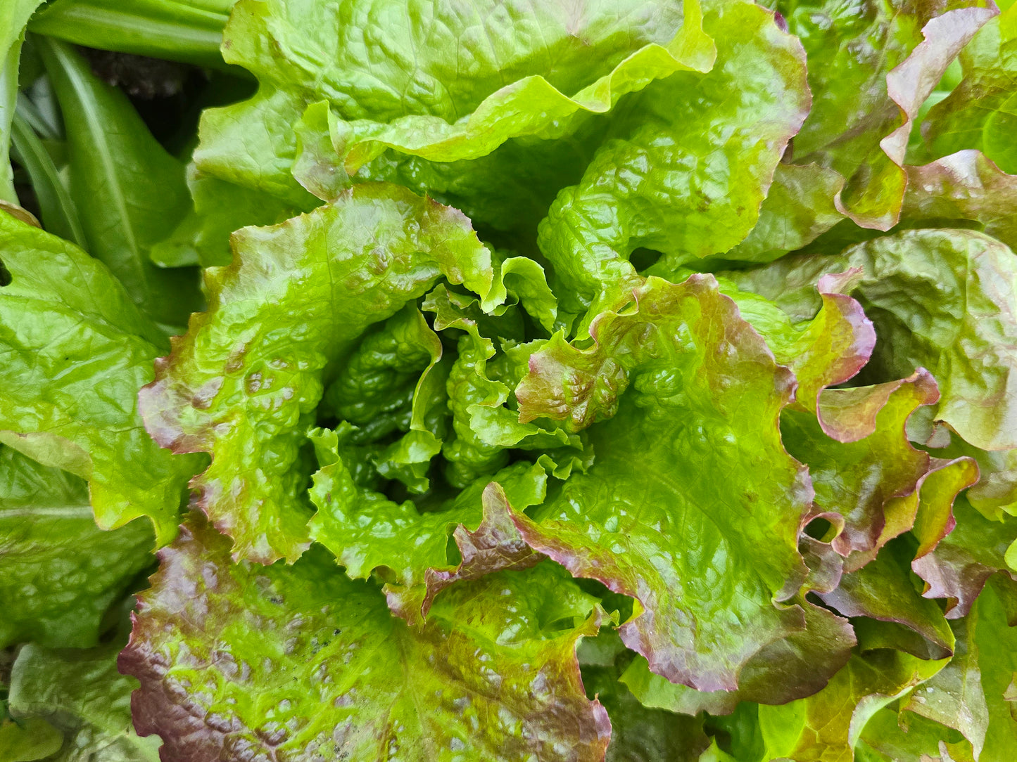 Chrystal Batavian Lettuce Seeds