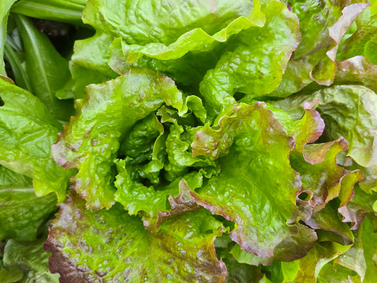Chrystal Batavian Lettuce Seeds