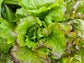 Chrystal Batavian Lettuce Seeds