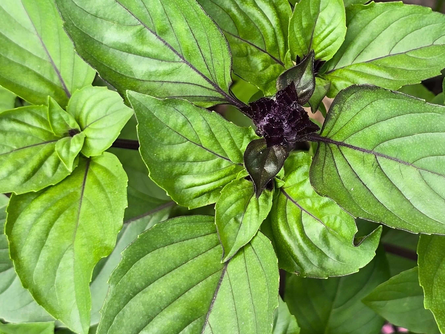 Cinnamon Basil Seeds