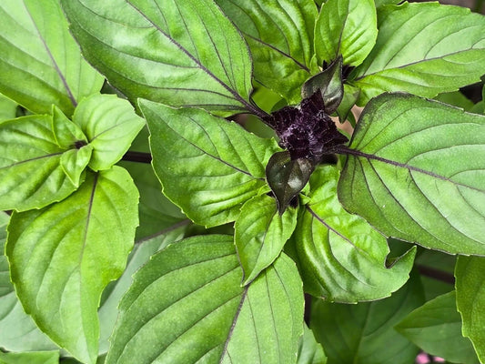 Cinnamon Basil Seeds