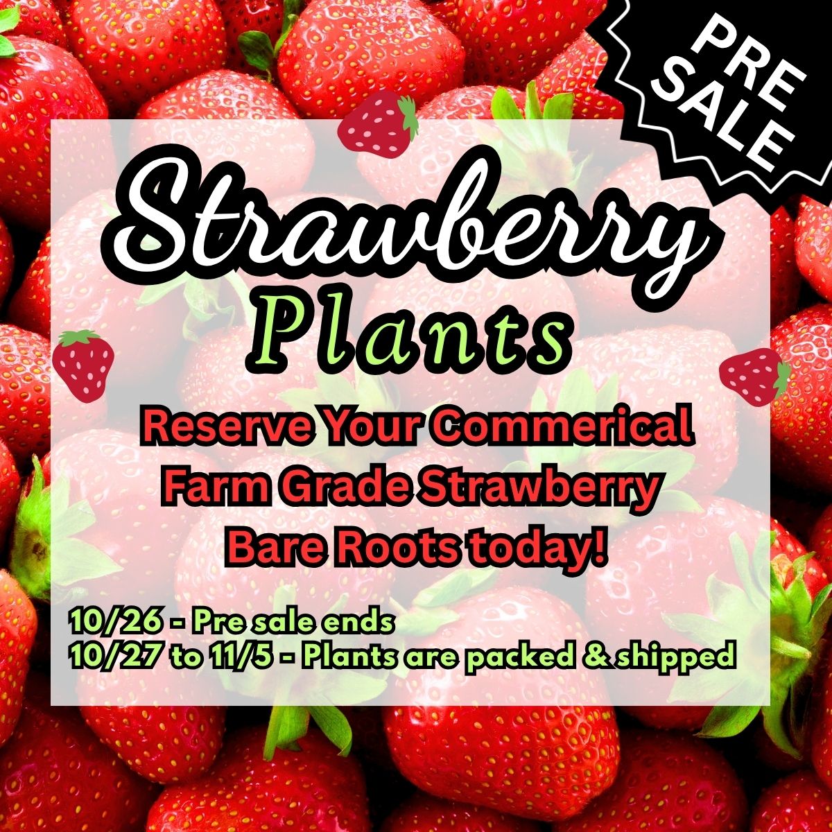 Strawberry Bare Roots - PRE SALE Bundle of 25 Bare Roots
