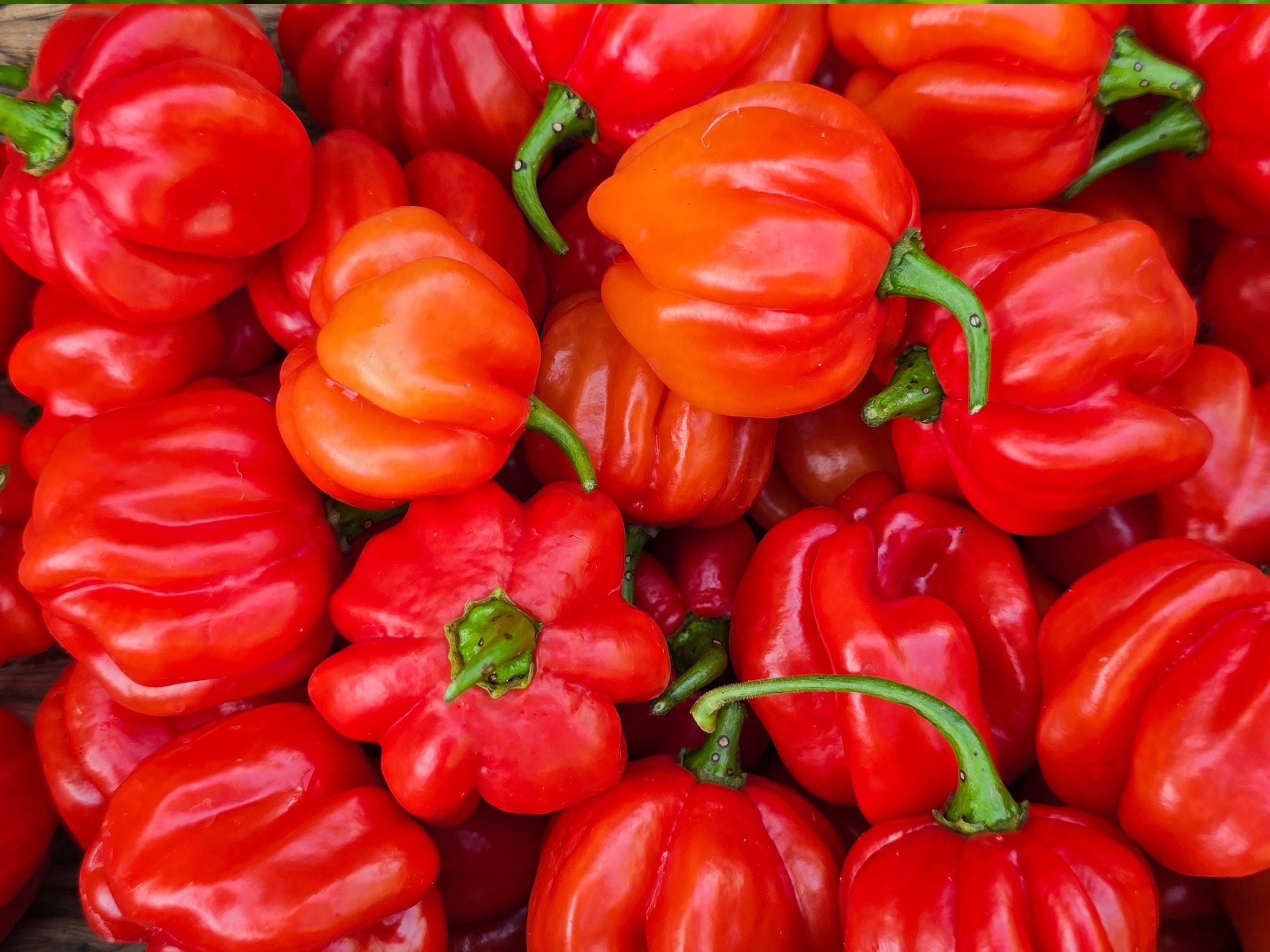 Costa Rican Tropical Sweet Pepper Seeds – Jerra's Garden