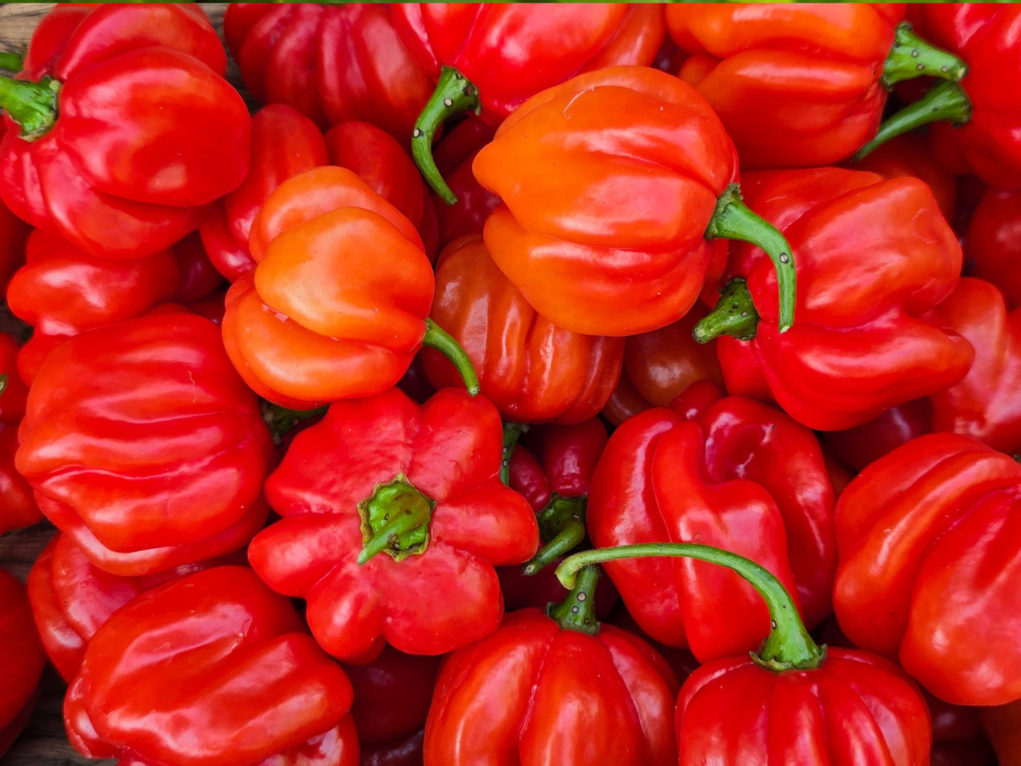 Costa Rican Tropical Sweet Pepper Seeds