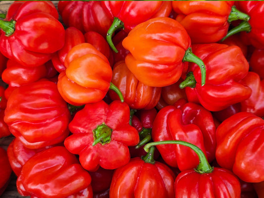 Costa Rican Tropical Sweet Pepper Seeds