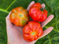 Costoluto Genovese Tomato Seeds