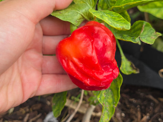 Criolla de Cocina Sweet Pepper Seeds
