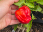 Criolla de Cocina Sweet Pepper Seeds