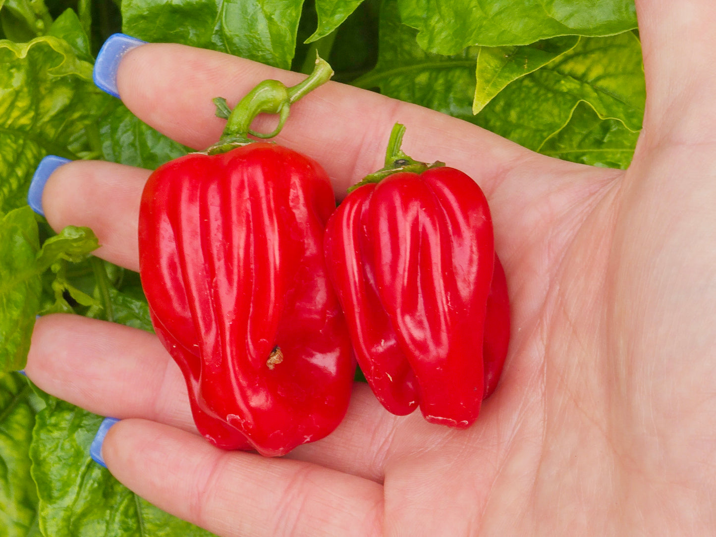 Criolla de Cocina Sweet Pepper Seeds