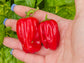 Criolla de Cocina Sweet Pepper Seeds