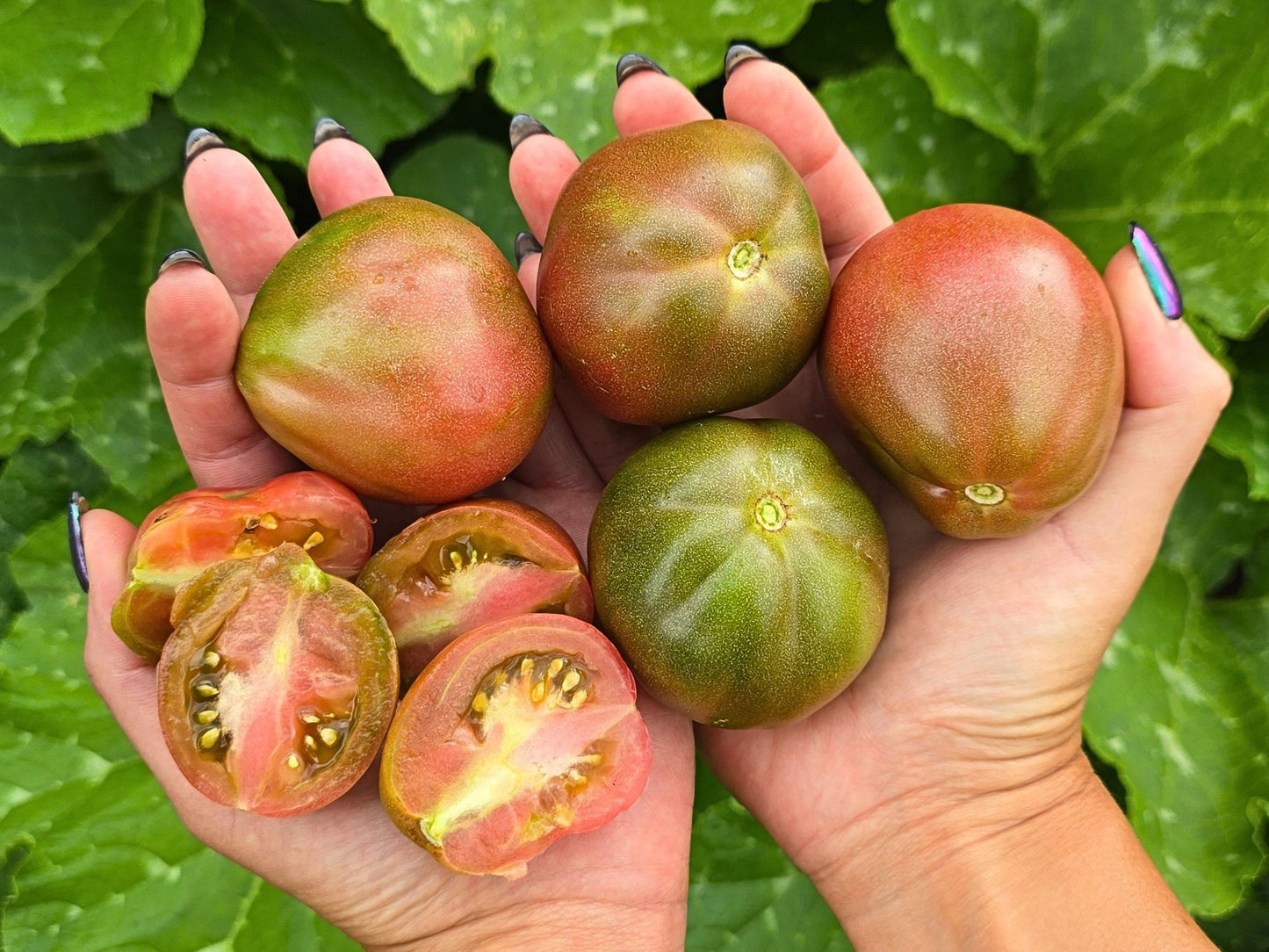 Cuore Antico di Ravenna Italian Heirloom Tomato Seeds