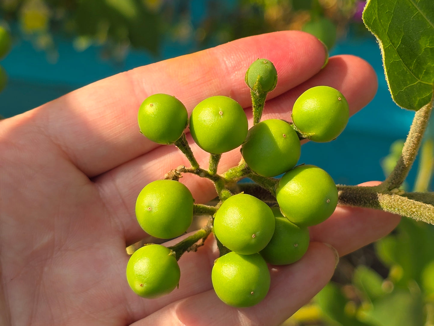 Dark Green Thai Pea Eggplant Seeds