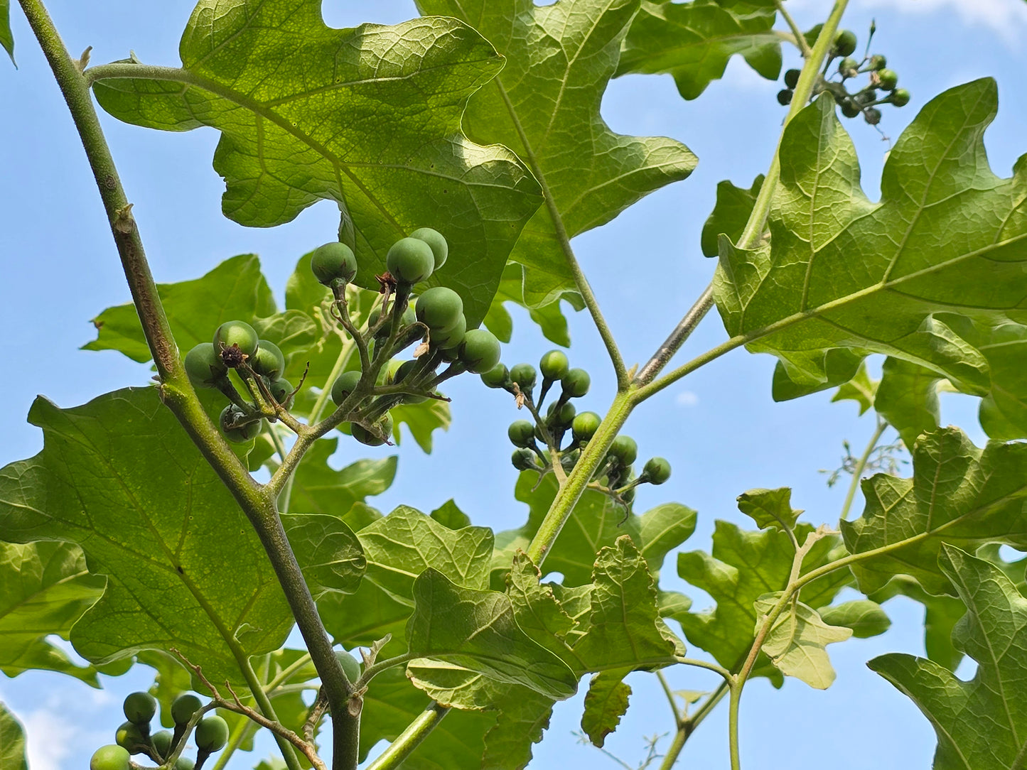 Dark Green Thai Pea Eggplant Seeds