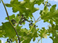 Dark Green Thai Pea Eggplant Seeds