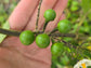Dark Green Thai Pea Eggplant Seeds