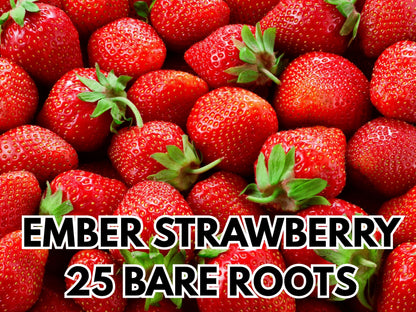 PRE SALE Strawberry Bare Roots — Ember & Florida Pearl Pineberry Varieties