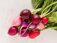 Easter Egg Blend Radish Seeds