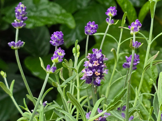 English Lavender Seeds