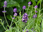 English Lavender Seeds
