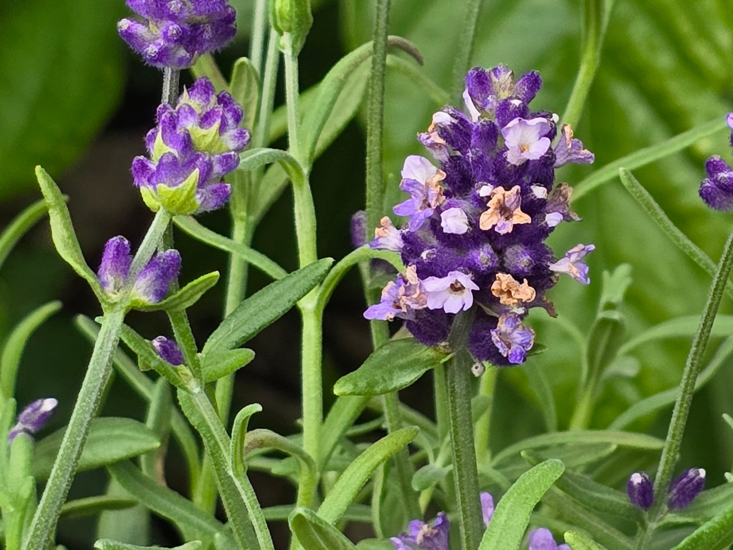 English Lavender Seeds