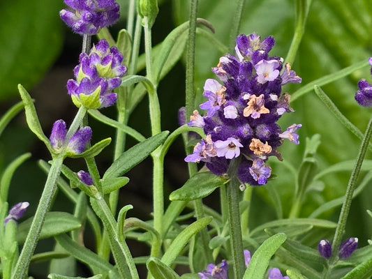English Lavender Seeds