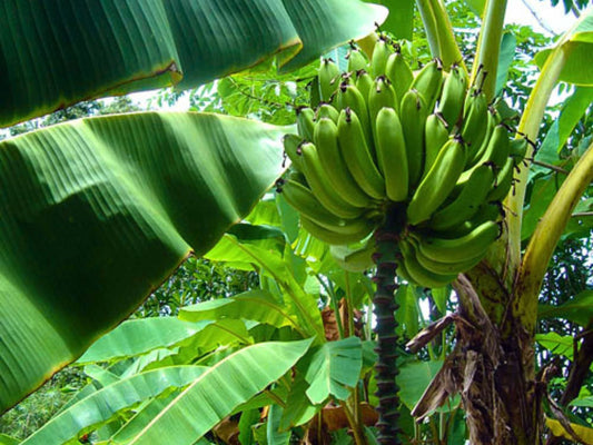 Goldfinger Banana LIVE Plant