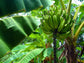 Goldfinger Banana LIVE Plant