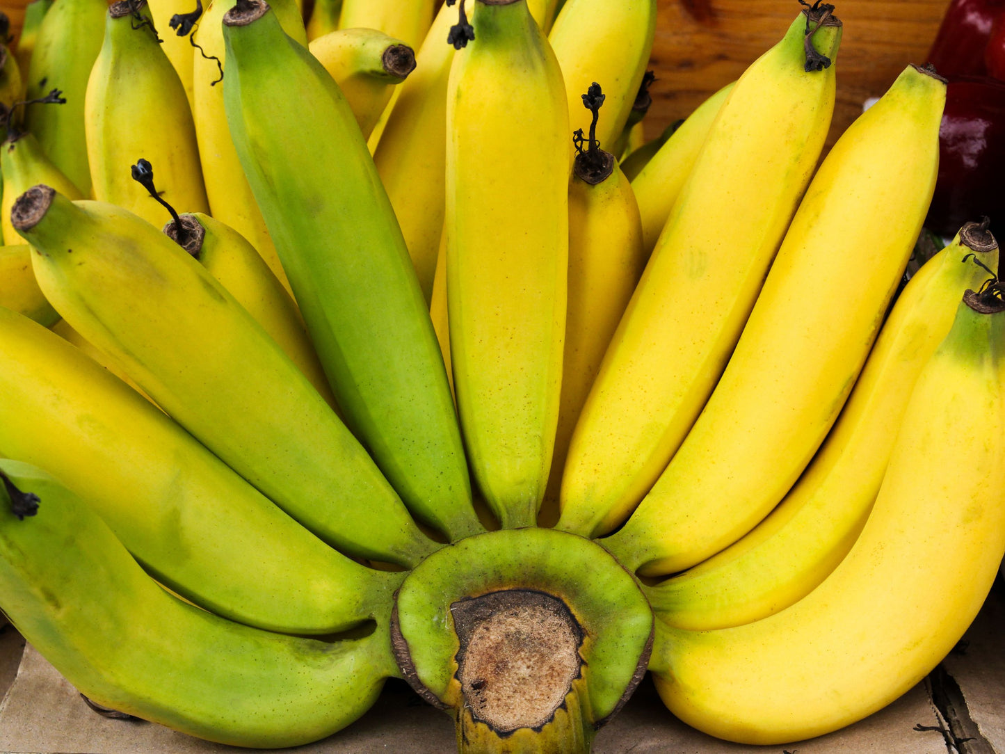 Goldfinger Banana LIVE Plant
