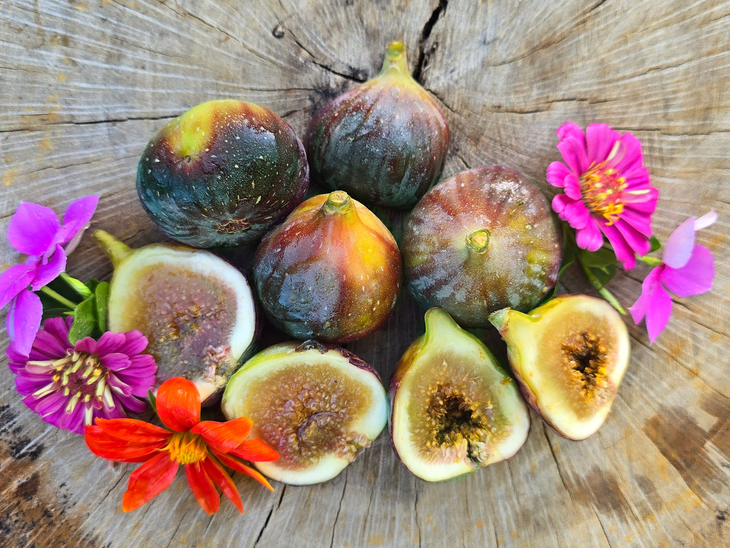 Olympian Fig Self Fertile LIVE Fruit Tree Plant