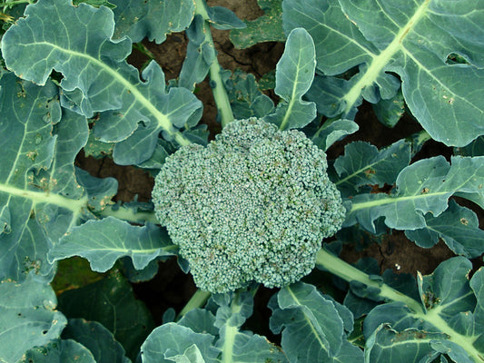 Fletcher Hybrid Broccoli Seeds