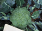 Fletcher Hybrid Broccoli Seeds