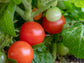 Florida Petite Micro Dwarf Tomato Seeds
