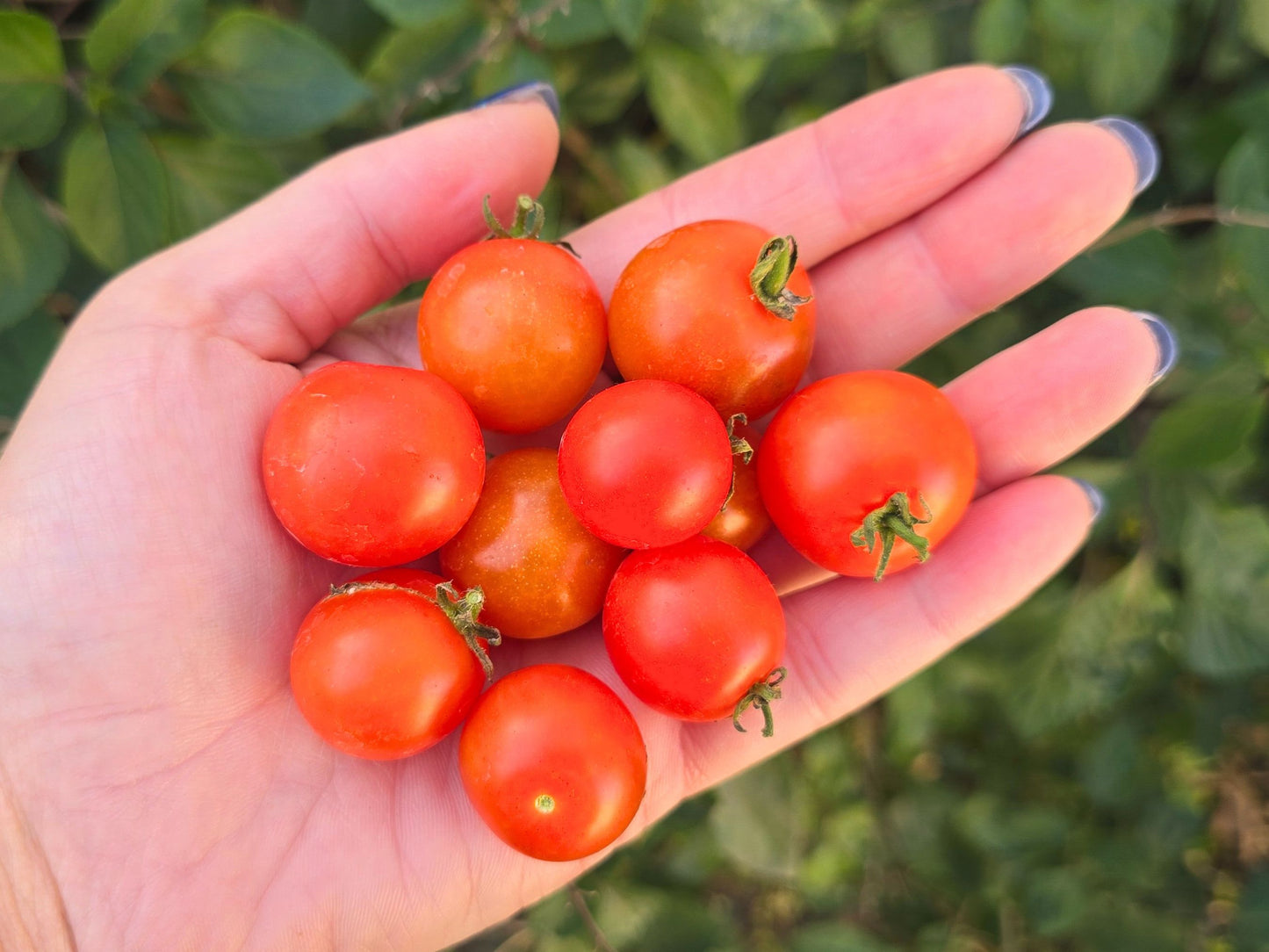 Florida Petite Micro Dwarf Tomato Seeds