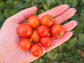 Florida Petite Micro Dwarf Tomato Seeds