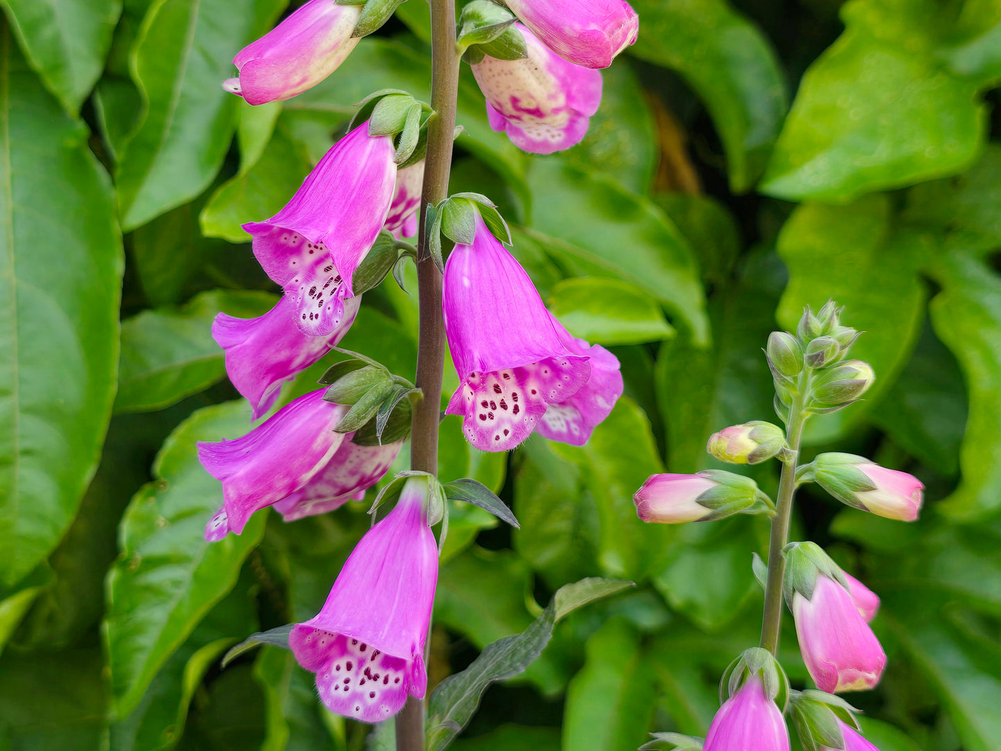 Foxglove (Digitalis Purpurea) Flower Seeds