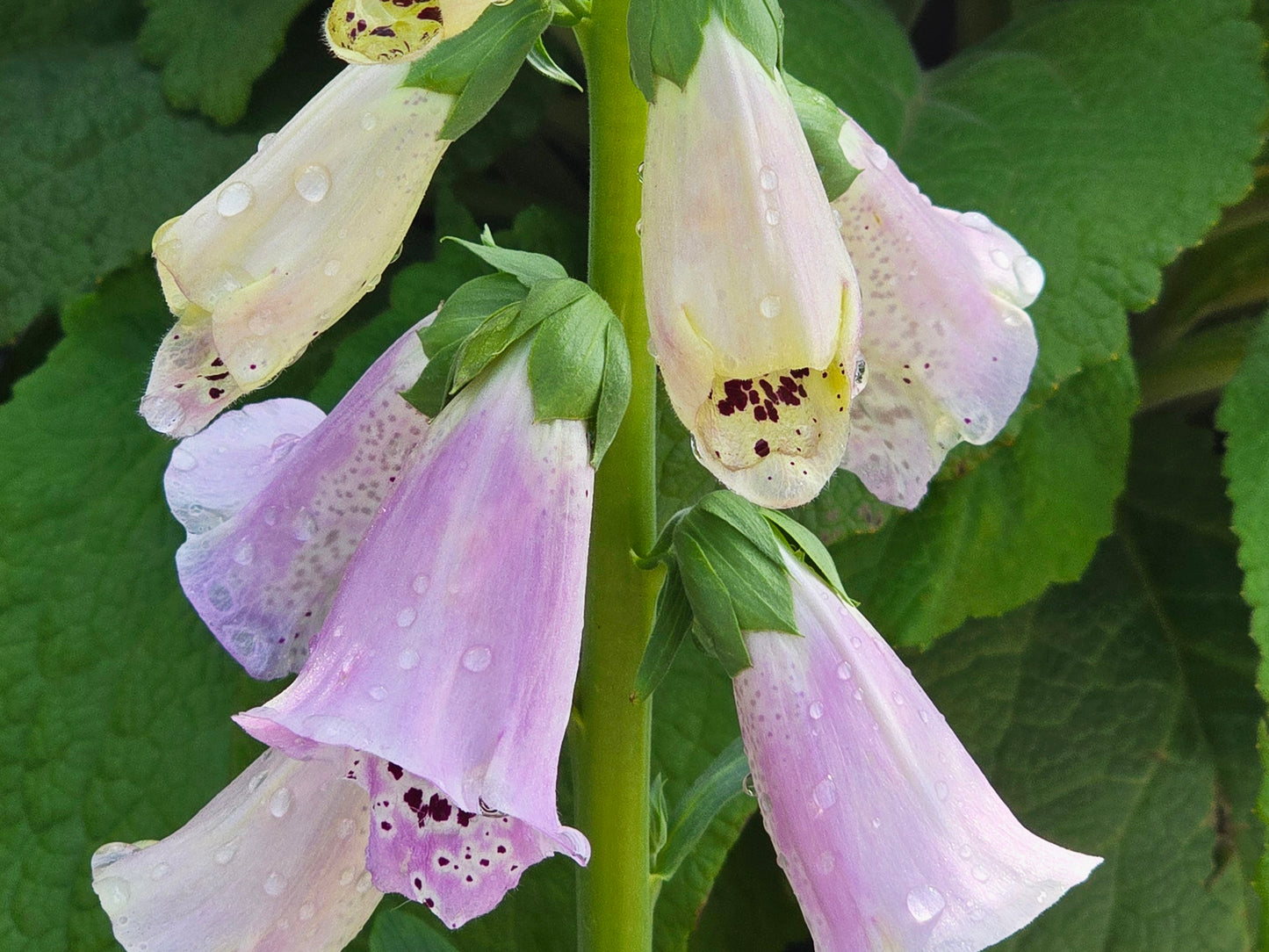 Foxglove (Digitalis Purpurea) Flower Seeds
