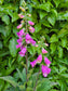Foxglove (Digitalis Purpurea) Flower Seeds