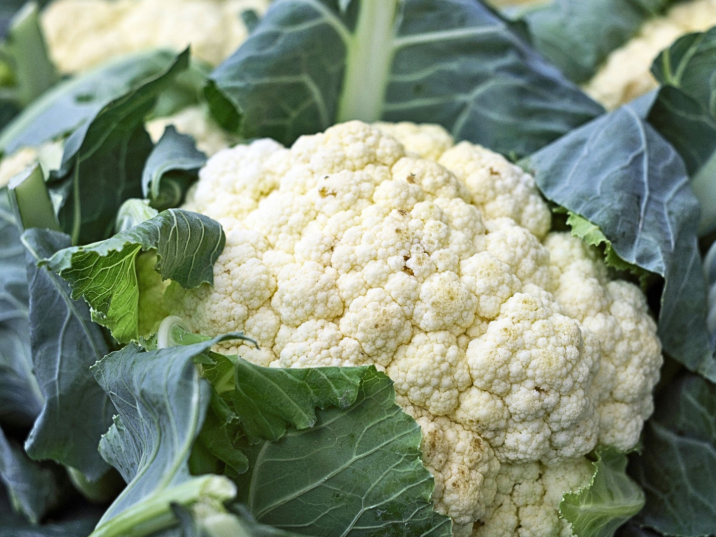 Fujiyama F1 Hybrid Cauliflower Seeds - Heat Tolerant