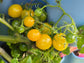 GG's Glory Micro Dwarf Tomato Seeds