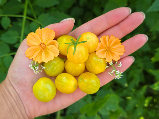 GG's Glory Micro Dwarf Tomato Seeds