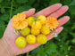 GG's Glory Micro Dwarf Tomato Seeds