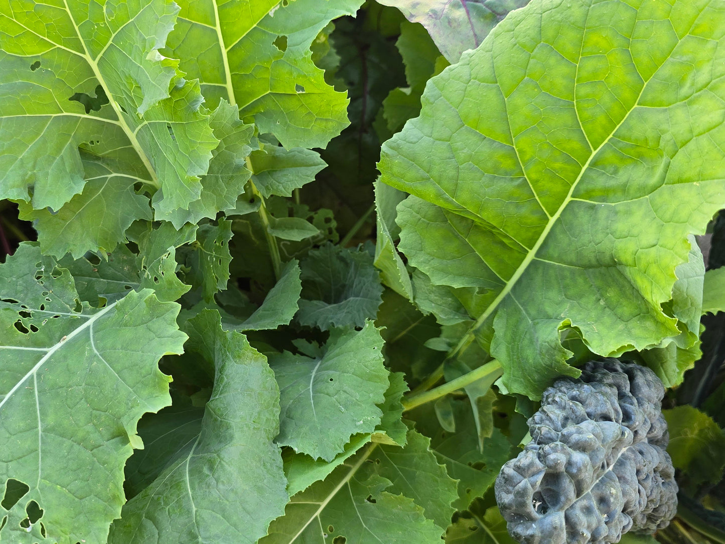 Georgia Southern Collard Green Seeds